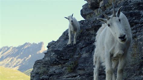 mountain goat not a goat